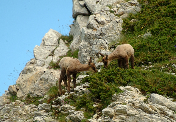 Camoscio d''Abruzzo Rupicapra pyrenaica ornata